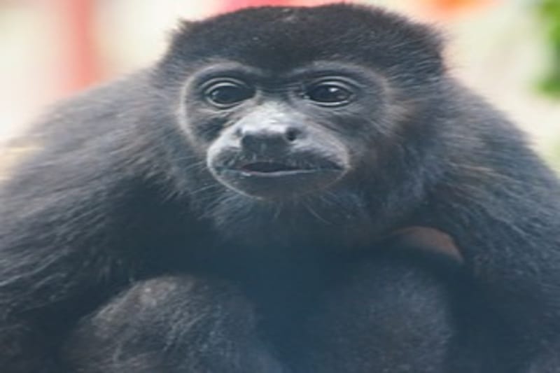 Wildlife